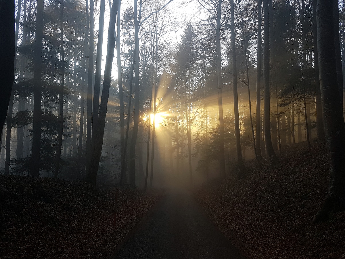 Abendsonne in der Solothurner Waldlandschaft Abendsonne in der Solothurner Waldlandschaft